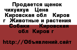 Продается щенок чихуахуа › Цена ­ 10 000 - Кировская обл., Киров г. Животные и растения » Собаки   . Кировская обл.,Киров г.